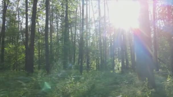Stock Footage Shows Forest Summer Day Ukraine Slow Motion Resolution — ストック動画