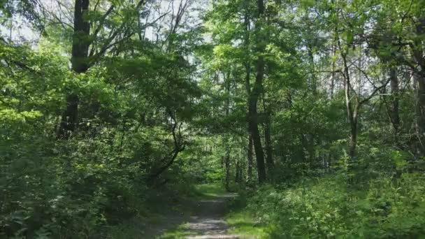 Questo Filmato Mostra Una Foresta Entro Giorno Estate Ucraina Rallentatore — Video Stock