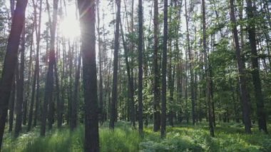 Bu görüntüler Ukrayna 'da yaz günü 8K çözünürlüklü bir ormanı gösteriyor.