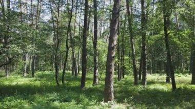 Bu görüntüler Ukrayna 'da yaz günü 8K çözünürlüklü bir ormanı gösteriyor.