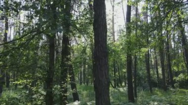Bu görüntüler Ukrayna 'da yaz günü 8K çözünürlüklü bir ormanı gösteriyor.