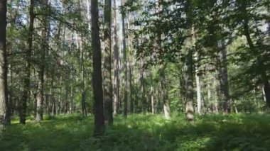 Bu görüntüler Ukrayna 'da yaz günü 8K çözünürlüklü bir ormanı gösteriyor.