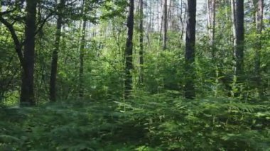 Bu görüntüler Ukrayna 'da yaz günü 8K çözünürlüklü bir ormanı gösteriyor.