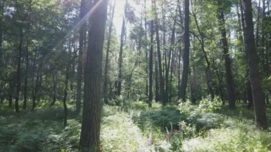 Bu görüntüler Ukrayna 'da yaz günü 8K çözünürlüklü bir ormanı gösteriyor.