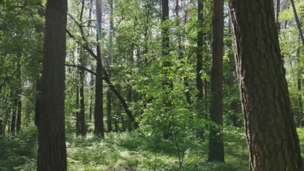 Stock Footage Shows Forest Summer Day Ukraine Slow Motion Resolution — Vídeo de Stock