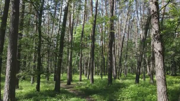 Stock Footage Shows Forest Summer Day Ukraine Slow Motion Resolution — Stockvideo