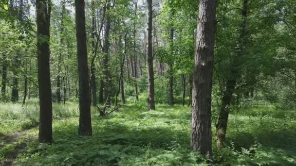 Esta Filmagem Mostra Uma Floresta Por Dia Verão Ucrânia Câmera — Vídeo de Stock