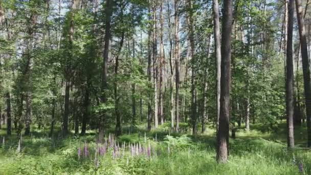 Este Material Muestra Bosque Para Día Verano Ucrania Cámara Lenta — Vídeos de Stock