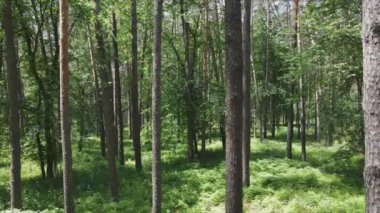 Bu görüntüler Ukrayna 'da yaz günü 8K çözünürlüklü bir ormanı gösteriyor.