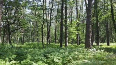 Bu görüntüler Ukrayna 'da yaz günü 8K çözünürlüklü bir ormanı gösteriyor.