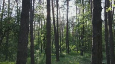 Bu görüntüler Ukrayna 'da yaz günü 8K çözünürlüklü bir ormanı gösteriyor.