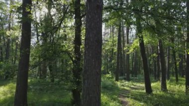 This stock footage shows a forest by summer day in Ukraine, slow motion in 8K resolution