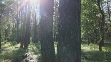 Bu görüntüler Ukrayna 'da yaz günü 8K çözünürlüklü bir ormanı gösteriyor.