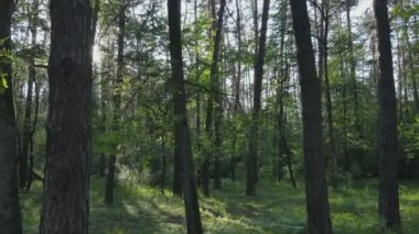 Bu görüntüler Ukrayna 'da yaz günü 8K çözünürlüklü bir ormanı gösteriyor.