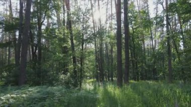 This stock footage shows a forest by summer day in Ukraine, slow motion in 8K resolution