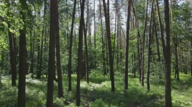 Bu görüntüler Ukrayna 'da yaz günü 8K çözünürlüklü bir ormanı gösteriyor.