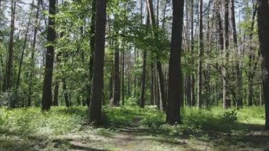 This stock footage shows a forest by summer day in Ukraine, slow motion in 8K resolution