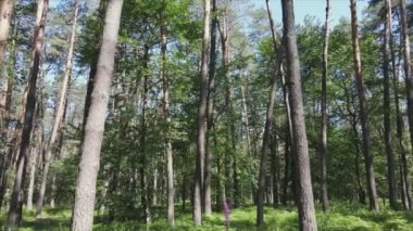 Bu görüntüler Ukrayna 'da yaz günü 8K çözünürlüklü bir ormanı gösteriyor.