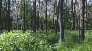 Bu görüntüler Ukrayna 'da yaz günü 8K çözünürlüklü bir ormanı gösteriyor.