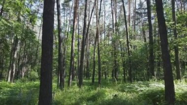 Bu görüntüler Ukrayna 'da yaz günü 8K çözünürlüklü bir ormanı gösteriyor.