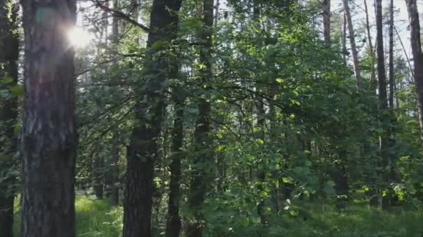 Stock Footage Shows Forest Summer Day Ukraine Slow Motion Resolution — Video Stock