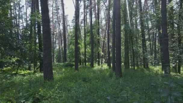 Stock Footage Shows Forest Summer Day Ukraine Slow Motion Resolution — Αρχείο Βίντεο