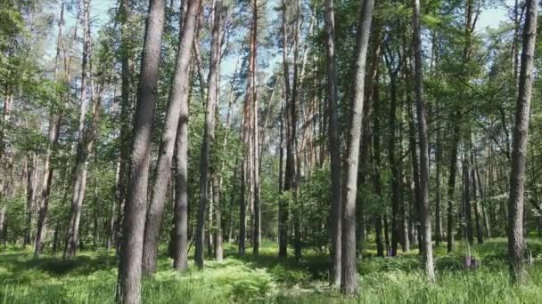Cette Séquence Stock Montre Une Forêt Par Jour Été Ukraine — Video