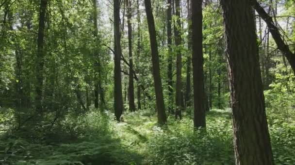 Esta Filmagem Mostra Uma Floresta Por Dia Verão Ucrânia Câmera — Vídeo de Stock