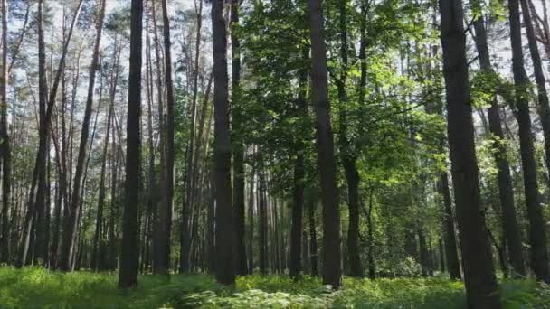 Stock Footage Shows Forest Summer Day Ukraine Slow Motion Resolution — Wideo stockowe