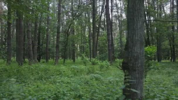 Esta Filmagem Mostra Uma Floresta Por Dia Verão Ucrânia Câmera — Vídeo de Stock