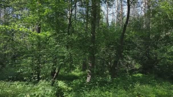 Ten Materiał Filmowy Pokazuje Las Letni Dzień Ukrainie Zwolnione Tempo — Wideo stockowe