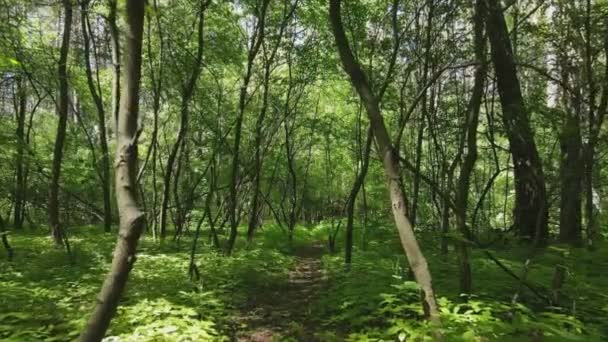 Stock Footage Shows Forest Summer Day Ukraine Slow Motion Resolution — 비디오