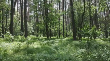 Bu görüntüler Ukrayna 'da yaz günü 8K çözünürlüklü bir ormanı gösteriyor.