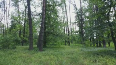 Bu görüntüler Ukrayna 'da yaz günü 8K çözünürlüklü bir ormanı gösteriyor.