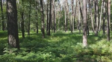 Bu görüntüler Ukrayna 'da yaz günü 8K çözünürlüklü bir ormanı gösteriyor.