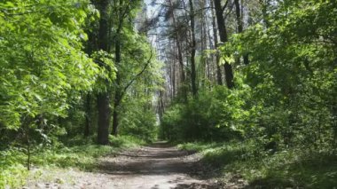 Bu görüntüler Ukrayna 'da yaz günü 8K çözünürlüklü bir ormanı gösteriyor.