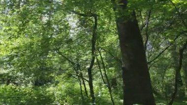 This stock footage shows a forest by summer day in Ukraine, slow motion in 8K resolution