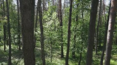 Bu görüntüler Ukrayna 'da yaz günü 8K çözünürlüklü bir ormanı gösteriyor.
