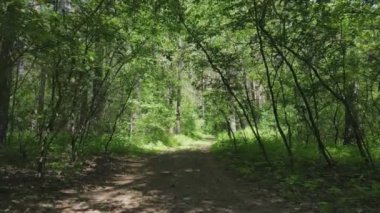 Bu görüntüler Ukrayna 'da yaz günü 8K çözünürlüklü bir ormanı gösteriyor.