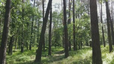 Bu görüntüler Ukrayna 'da yaz günü 8K çözünürlüklü bir ormanı gösteriyor.