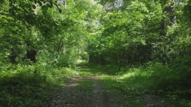 This stock footage shows a forest by summer day in Ukraine, slow motion in 8K resolution