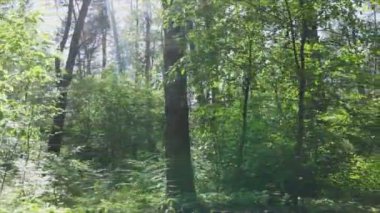 Bu görüntüler Ukrayna 'da yaz günü 8K çözünürlüklü bir ormanı gösteriyor.