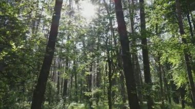 Bu görüntüler Ukrayna 'da yaz günü 8K çözünürlüklü bir ormanı gösteriyor.