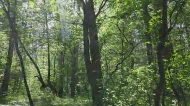 This stock footage shows a forest by summer day in Ukraine, slow motion in 8K resolution