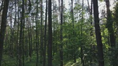 Bu görüntüler Ukrayna 'da yaz günü 8K çözünürlüklü bir ormanı gösteriyor.