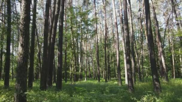 Stock Footage Shows Forest Summer Day Ukraine Slow Motion Resolution — Stockvideo