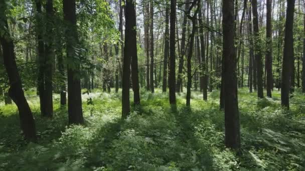 Este Material Muestra Bosque Para Día Verano Ucrania Cámara Lenta — Vídeo de stock