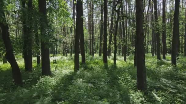 Stock Footage Shows Forest Summer Day Ukraine Slow Motion Resolution — Stockvideo