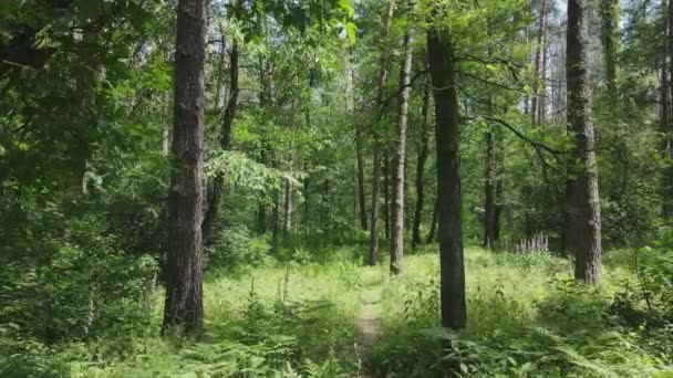 Ezen Felvételen Egy Erdő Látható Nyárra Ukrajnában Lassított Felvétel Felbontásban — Stock videók