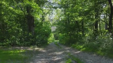 This stock footage shows a forest by summer day in Ukraine, slow motion in 8K resolution